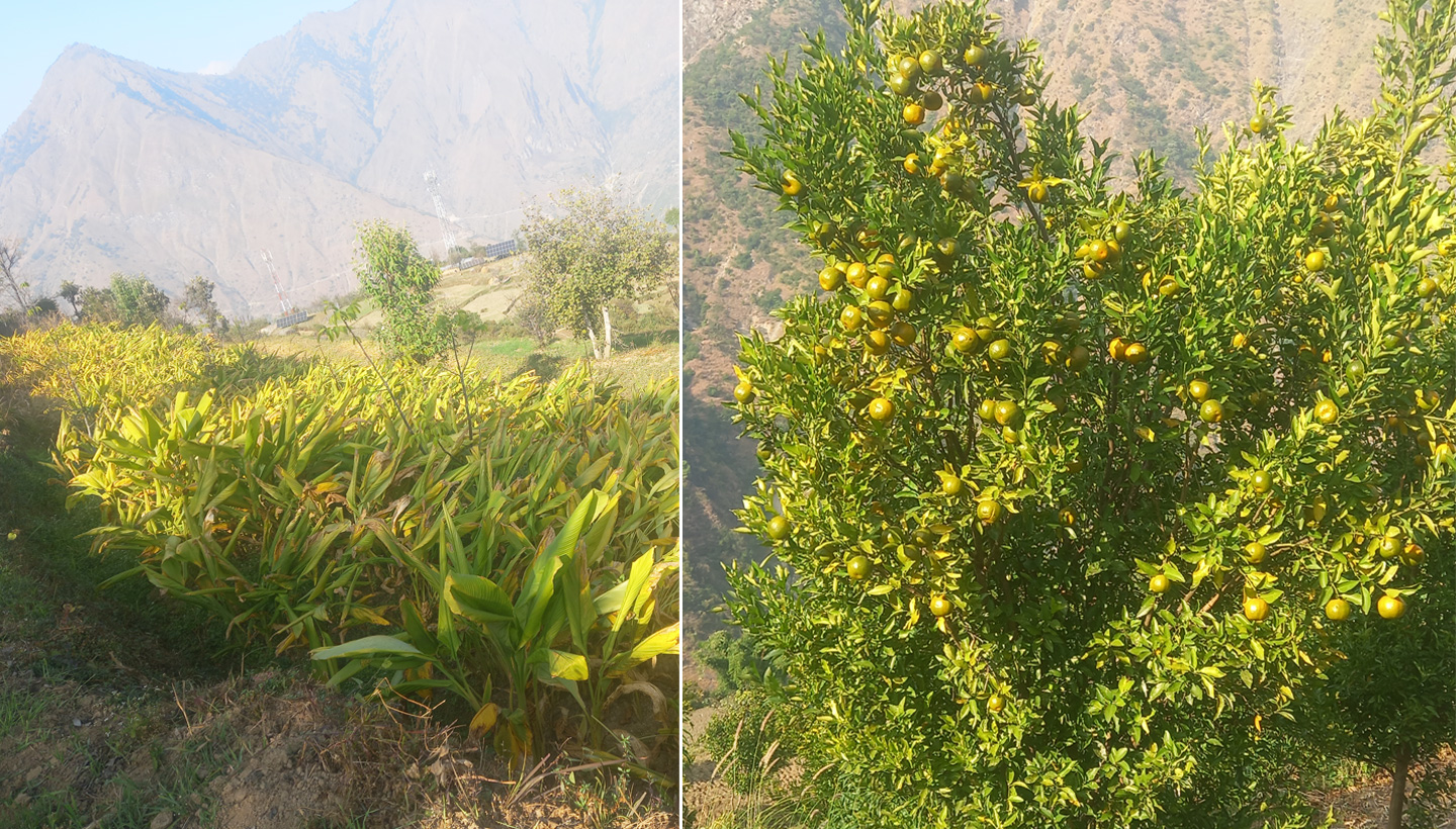 kalikot-sikatiya.jpg